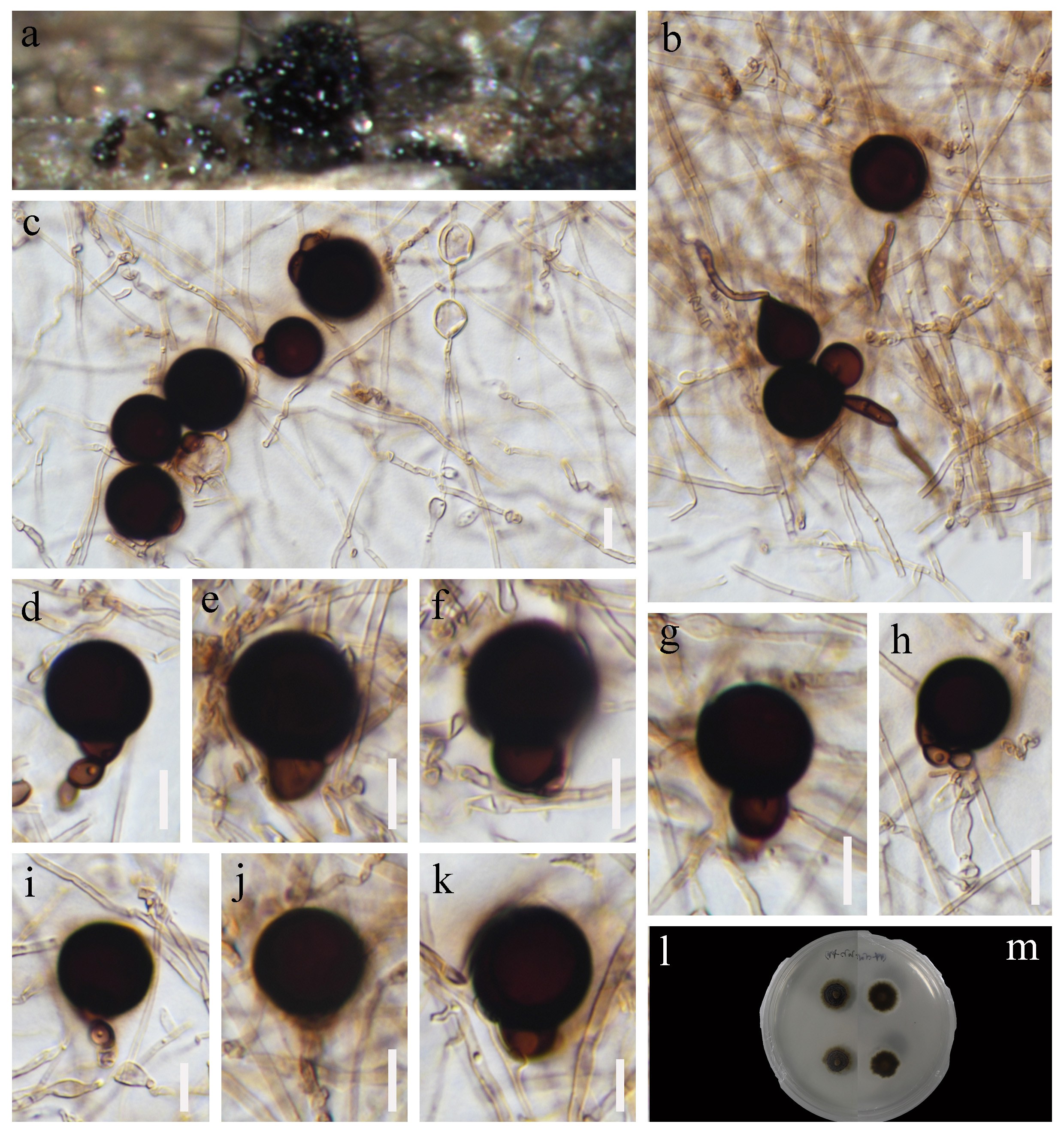 Figure 98